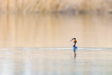 Podiceps cristatus in the Duero River. Riberas de Castronuno Natural Park