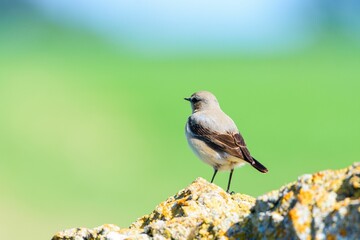 Naklejka premium Oenanthe oenanthe in the province of Valladolid, Castilla y Leon, Spain