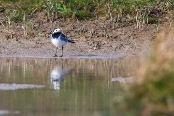 Small Motacilla alba in the lagoons of Villafafila, Zamora, Castilla y Lyon, Spain