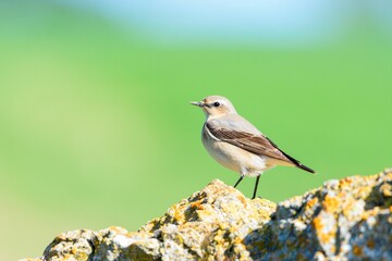 Oenanthe oenanthe in the province of Valladolid, Castilla y Leon, Spain