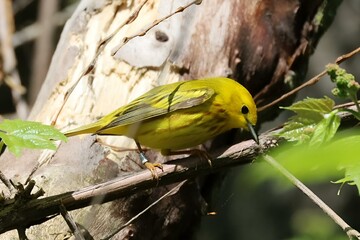An image of a Yellow Warbler perched on a branch along the shore of Lake Ontario.