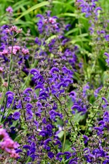 Obraz premium Close-up of vibrant purple and pink flowers in a lush garden setting