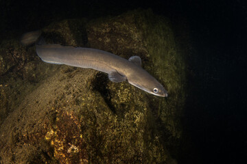 European eel is hiding on the bottom. Eel in freshwater. Nightdive in the lake. Rare fish looks...