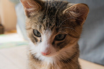 Close up photo of a cute grey and brown cat. Indoors at home.