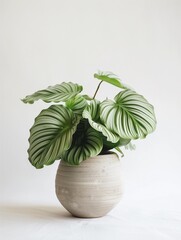 Calathea orbifolia in a modern looking vase on a white background