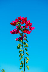 flower on blue sky