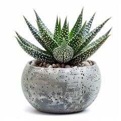 Haworthia succulent in a modern looking vase isolated on a white background