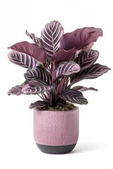 Velvet Calathea (Calathea rufibarba) in a modern looking pot isolated on a white background