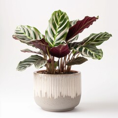 Velvet Calathea (Calathea rufibarba) in a modern looking pot isolated on a white background