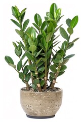 ZZ Plant (Zamioculcas zamiifolia) in a modern looking pot isolated on a white background