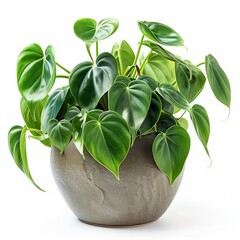 Close-up of the heart-shaped leaves of a Heartleaf Philodendron (Philodendron hederaceum) in a vintage looking pot isolated on a white background 