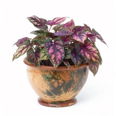 Hypoestes phyllostachya in a vintage looking pot isolated on a white background