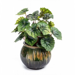Begonia rex-cultorum in a vintage looking pot isolated on a white background