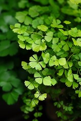 A Maidenhair Fern (Adiantum) plant close-up