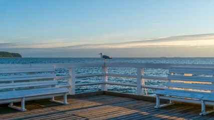 Seagull sitting on the railing, sunrise with pier at Baltic sea in Sopot, Poland 