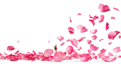 Obraz premium Fresh flying pink petals of rose and leaves isolated on white