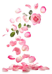 Fototapeta premium Fresh flying pink petals of rose and leaves isolated on white