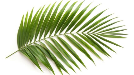 Obraz premium Isolated green palm leaf on a white background