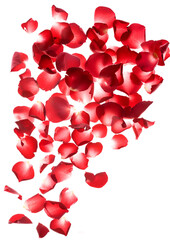 Fresh flying red petals of rose and leaves isolated on white
