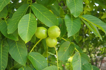 Juglans regia, the Persian, English, Carpathian or Madeira walnut, common walnut. large deciduous tree. Food allergen sources. Foliage and fruits close up. Edible walnut in garden