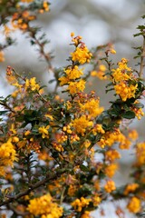 Close up of Darwins barberry (berberis darwinii) flowers in bloom