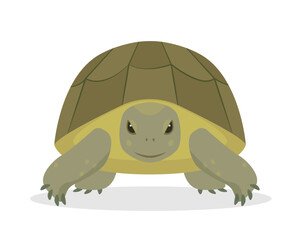 Green sea or ocean Turtle front view. Aquatic and terrestrial reptilian animal. Pet turtle for home. Vector icon illustration on white background.