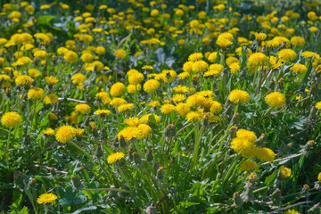 Obraz premium Field of yellow dandelions. Summer field of dandelions. Taraxacum officinale, the common dandelion.