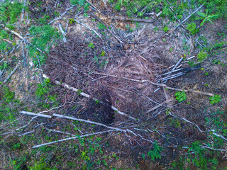 View of a forest after being cut down in Indonesia