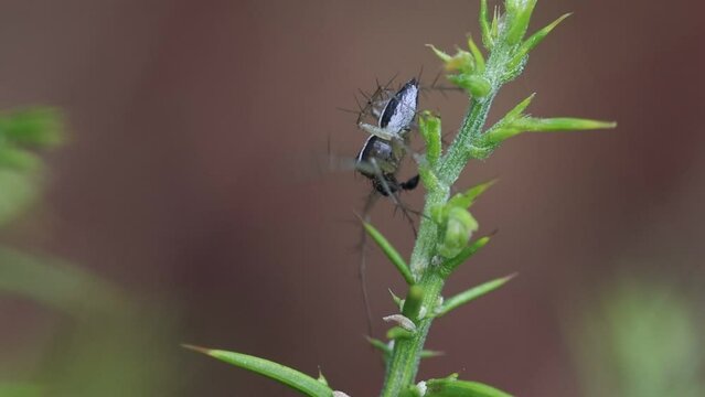 Ara&ntilde;a lince de la familia oxyopes salta desde una planta, Alcoy, Espa&ntilde;a