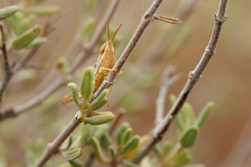 Pequeño saltamontes se esconde en rama de planta tomillo, thymus vulgaris, Alcoy, España
