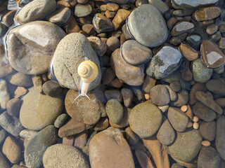 Yellow ampullaria snail on wet stones .