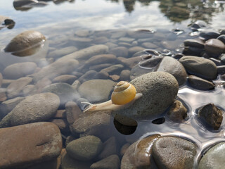 A yellow snail dives into the river.