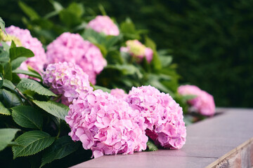 pink flowers of hydrangea in the garden. Garden decor