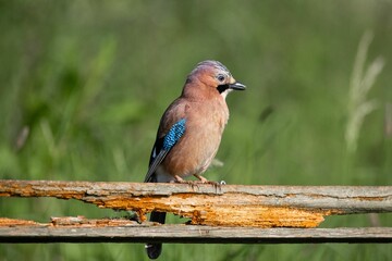 Close-up of a European Jay perched on a weathered wooden fence with a blurred green background.