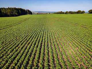 Vista aérea de campo de soja