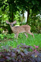 little deer in the forest