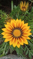 Fototapeta premium yellow flowers in the garden