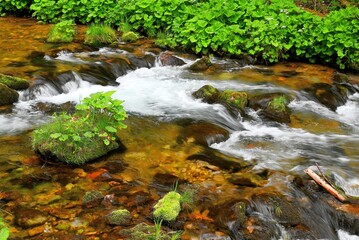 Strumyk górski. © grzegorz