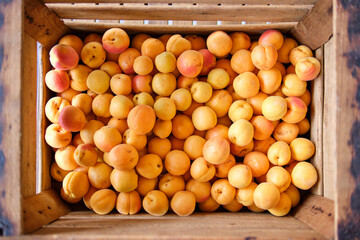 view from above of a wooden crate full of apricots