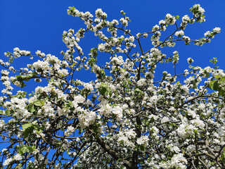 White pear flowers, a fruit garden plant