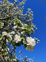 White pear flowers, a fruit garden plant