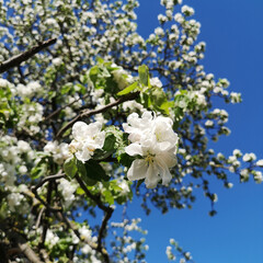 White pear flowers, a fruit garden plant