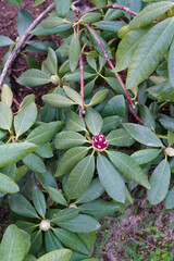 Close up of phododendron (rododendron) bushes with buds just started to bloom. Blurred background.