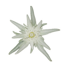 Edelweiss flower with furry petals,  Edelweiss is a mountain flower rare flowering plant in...