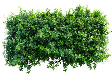 Obraz premium Green bush or wall of shrubs isolated on white background. Green leaves wall with clipping path