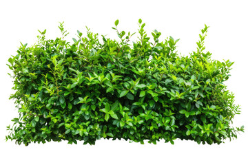 Naklejka premium Green bush or wall of shrubs isolated on white background. Green leaves wall with clipping path