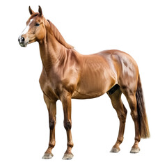Obraz premium brown horse isolated on white background, PNG