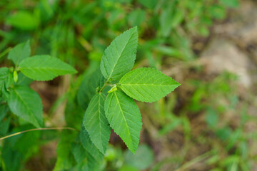 Sida rhombifolia plant leaves close up shot