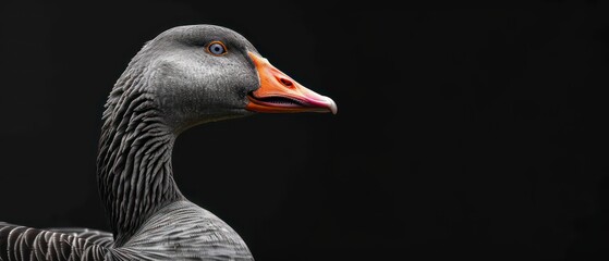 goose, feathered vertebrate with wings, integral to ecosystems and diverse in species and habitats