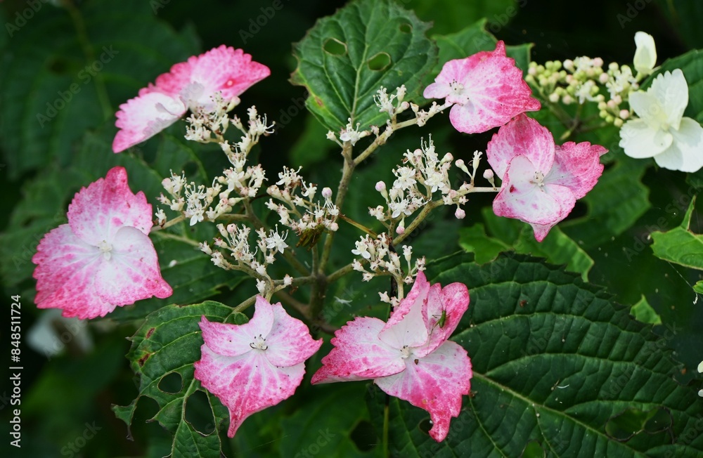 Wall mural Hydrangea flowers. Early summer flowers, seasonal flower background material.